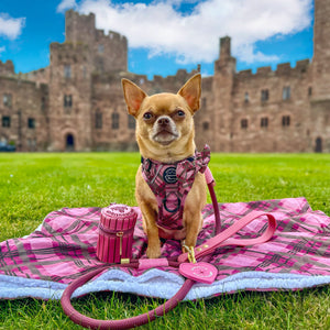 4ft Rope Lead - Mulberry