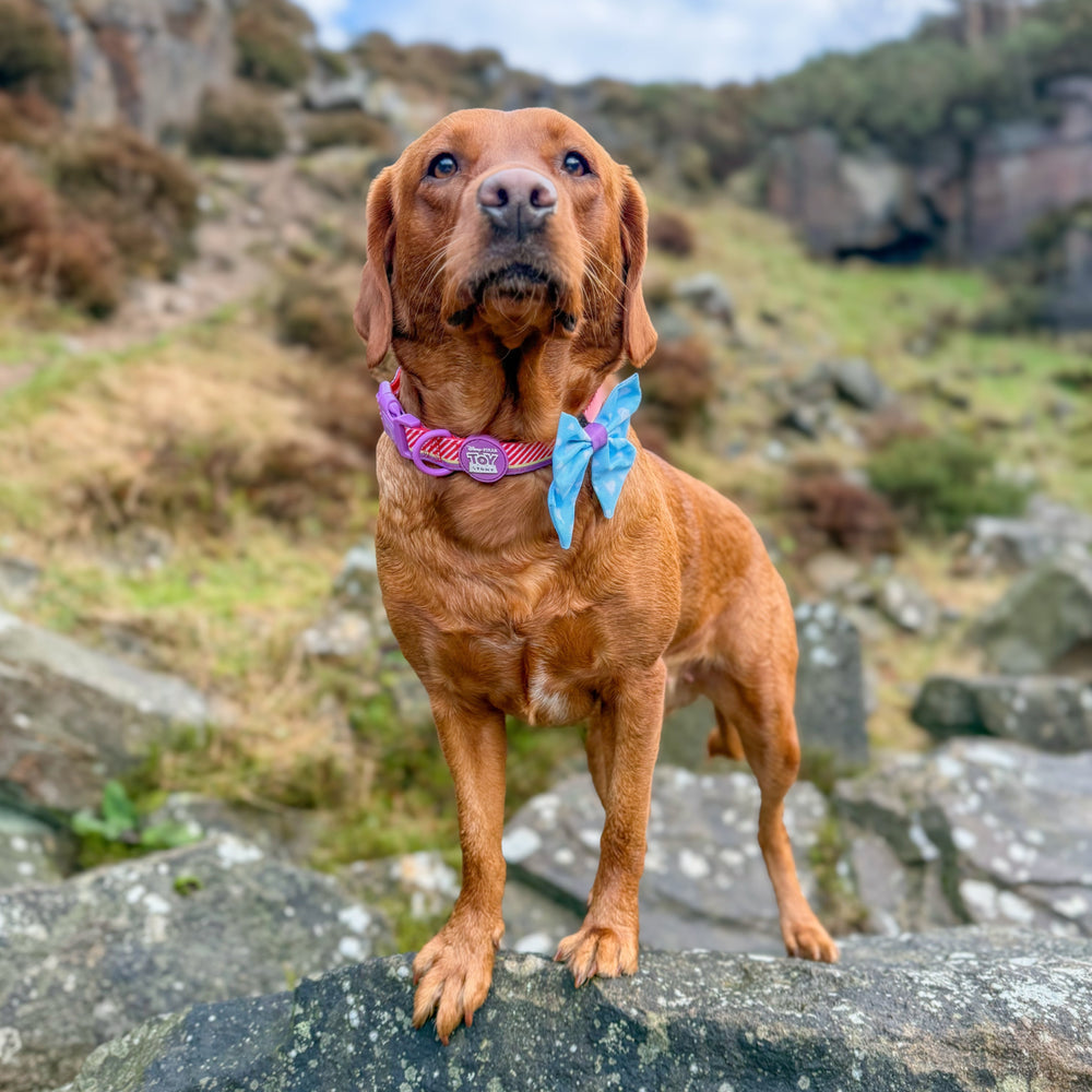 Disney© Sailor Bow - Buzz Lightyear