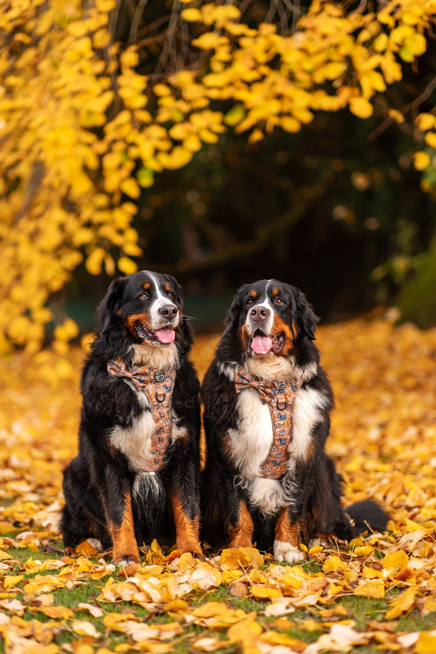 Disney© Bow Tie - Disney Dogs