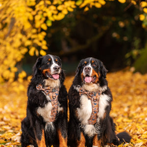 Disney© Bow Tie - Disney Dogs