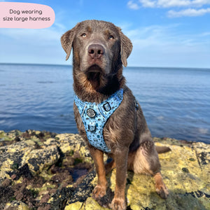 Tough Trails™ Harness - Reuben's Roadtrip