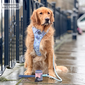 Disney© 4ft Rope Lead - Eeyore - Baby Blue and Navy