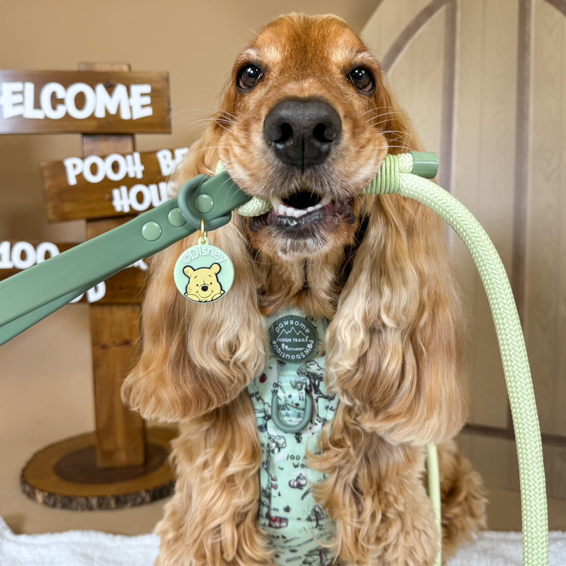 Disney© 4ft Rope Lead - 100 Aker Wood - Light and Dark Green