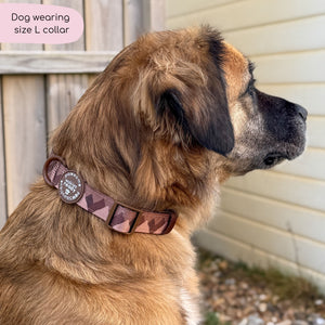 Collar – Walkies Ready® Chocolate Brown
