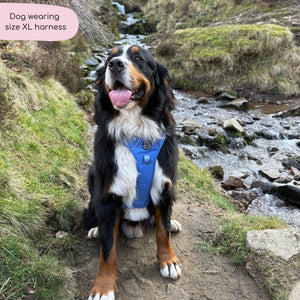 Tough Trails™ Harness - Walkies Ready® Cornflower Blue