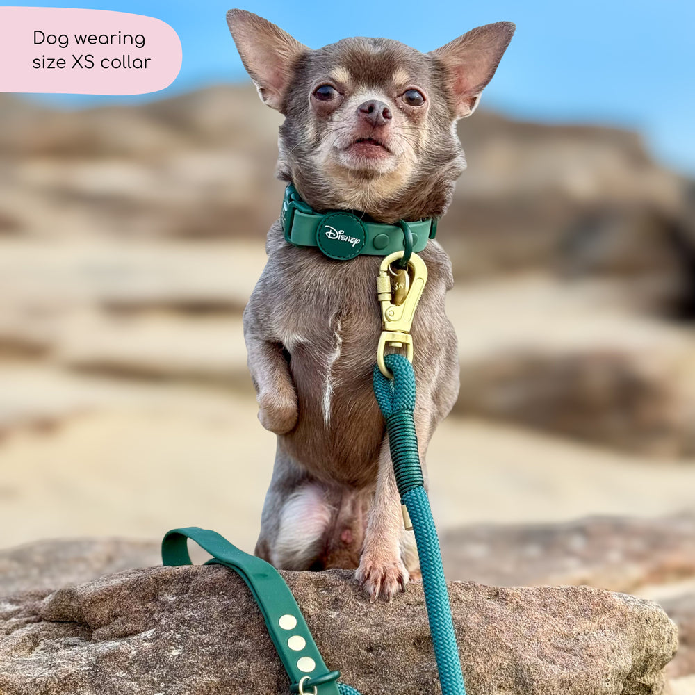 Disney© Waterproof Collar - Jungle Book