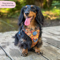 Tough Trails™ Harness - Celestial Spirit