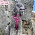 Collar - Walkies Ready® Mulberry