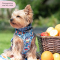 Disney© Collar - Stitch's Fruit Fiesta