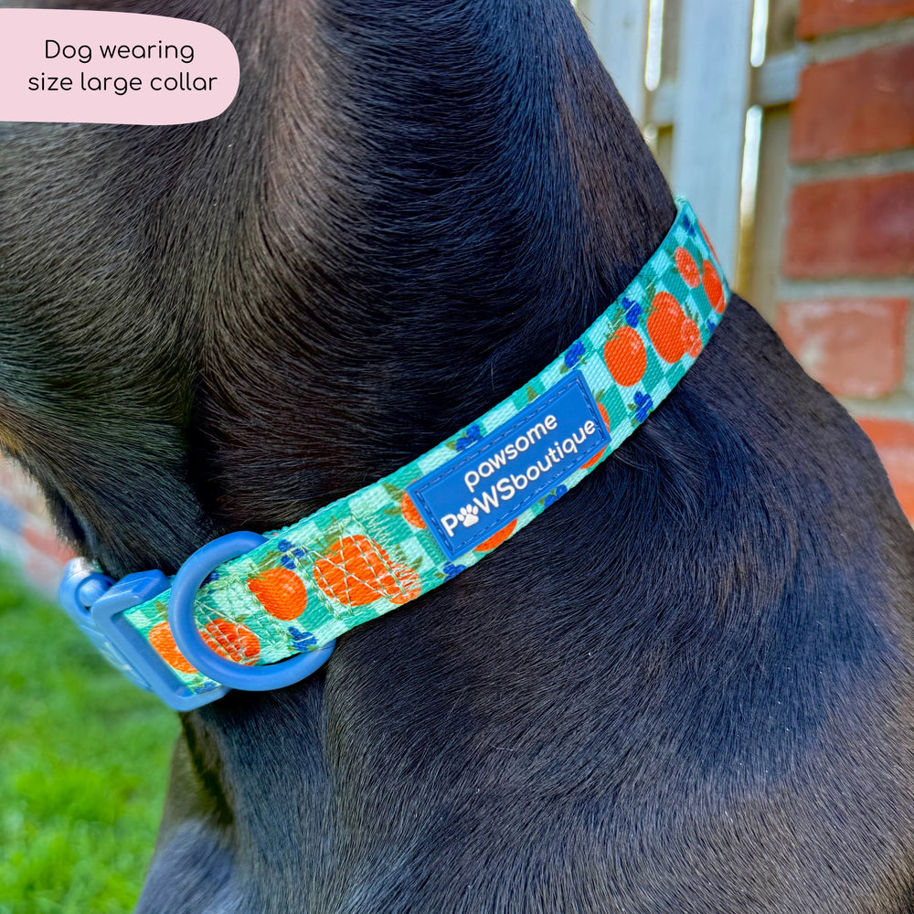 Collar - Fruit Punch