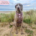 Tough Trails™ Harness -  Leopard Print