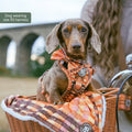 Tough Trails™ Harness -  Golden Acre