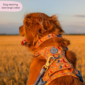 Collar - Celestial Spirit