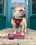 AdjustFit Lead - Walkies Ready® Snowy Mountains