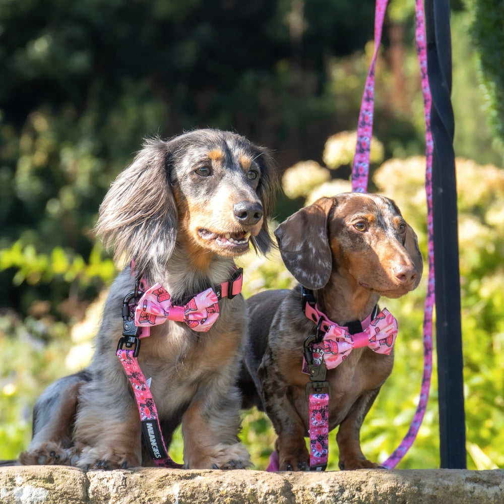 Bow Tie - Mean Girls