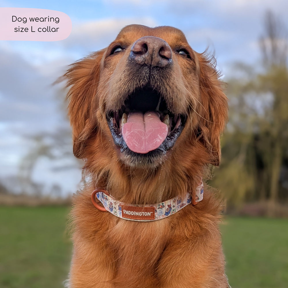Paddington™ Collar - Peckish Paddington