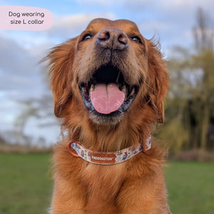 Paddington™ Collar - Peckish Paddington