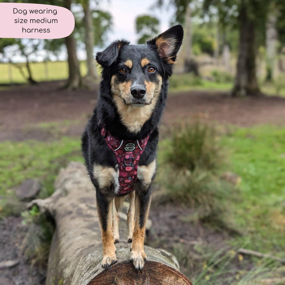 Tough Trails™ Harness - Mable's Meadow