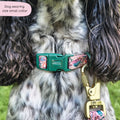 Collar - Adventure Awaits