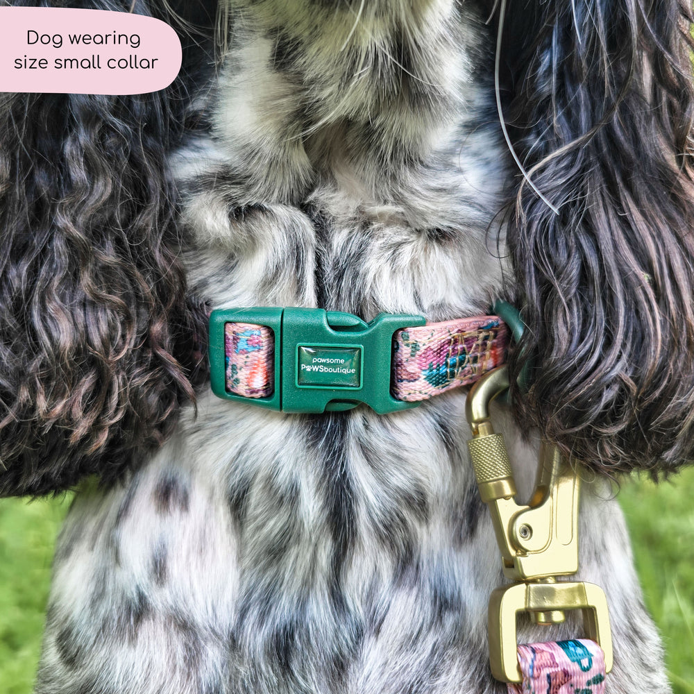 Collar - Adventure Awaits