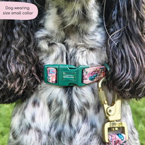 Collar - Adventure Awaits