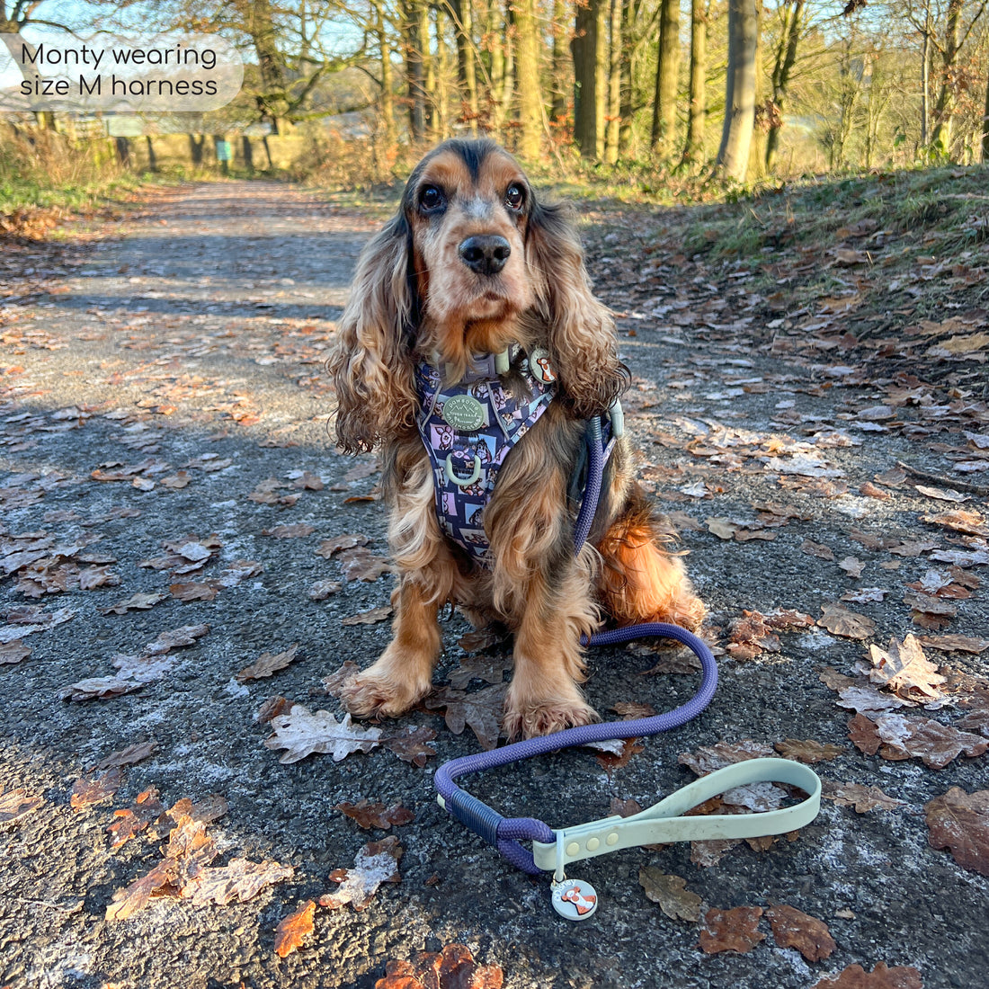Disney© 4ft Rope Lead - Winnie + Friends - Sage and Blue