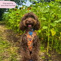 Tough Trails™ Harness - Celestial Spirit