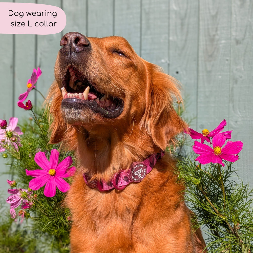 Collar - Walkies Ready® Mulberry