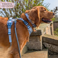 Disney© Tough Trails™ Harness - Tigger
