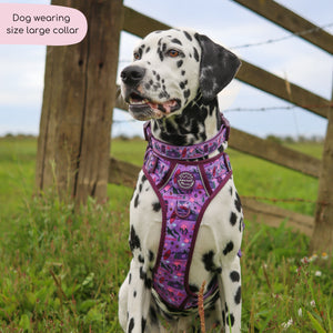 Collar - Roaming Wild