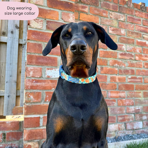 Collar - Fruit Punch