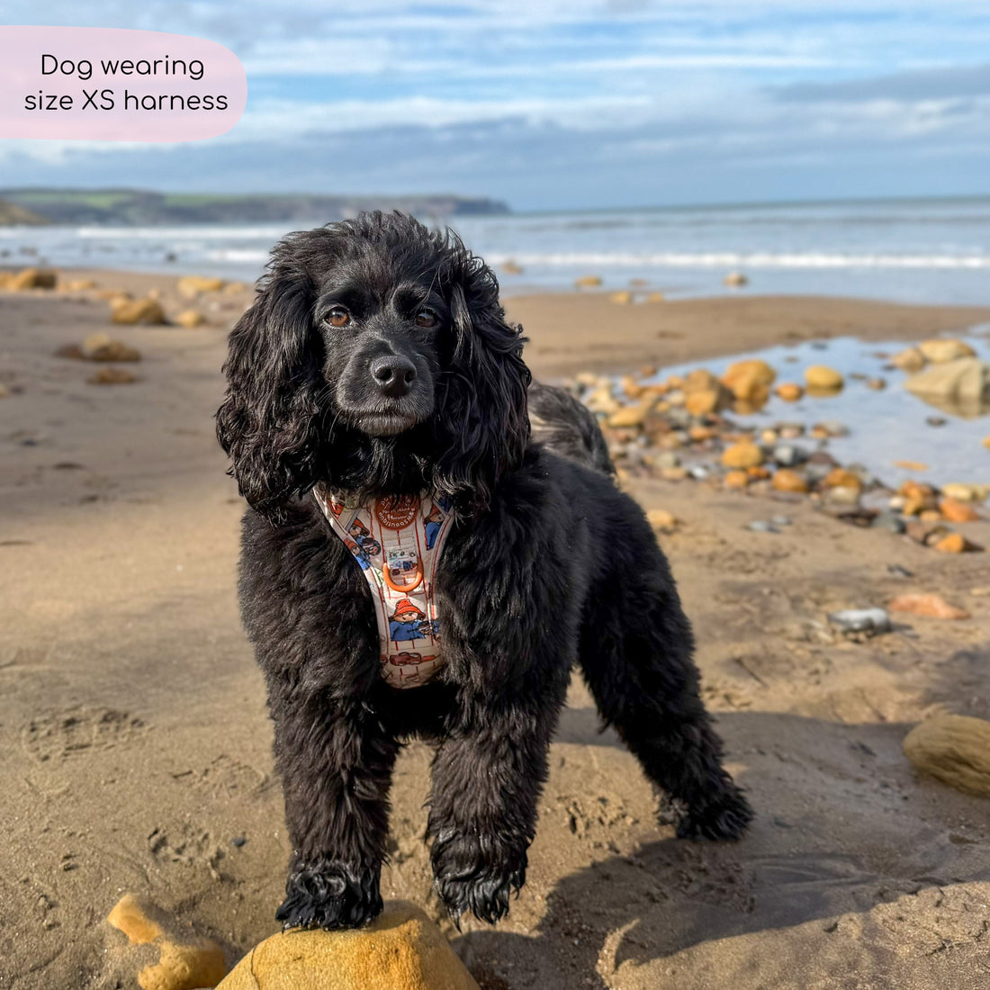 Paddington™ Tough Trails™ Harness - Peckish Paddington