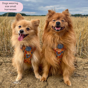 Tough Trails™ Harness - Celestial Spirit