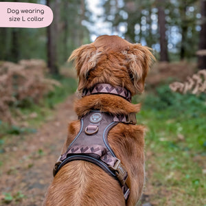 Collar – Walkies Ready® Chocolate Brown