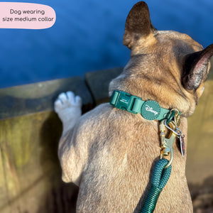 Disney© Waterproof Collar - Jungle Book