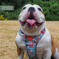 Disney© Tough Trails™ Harness - Dumbo