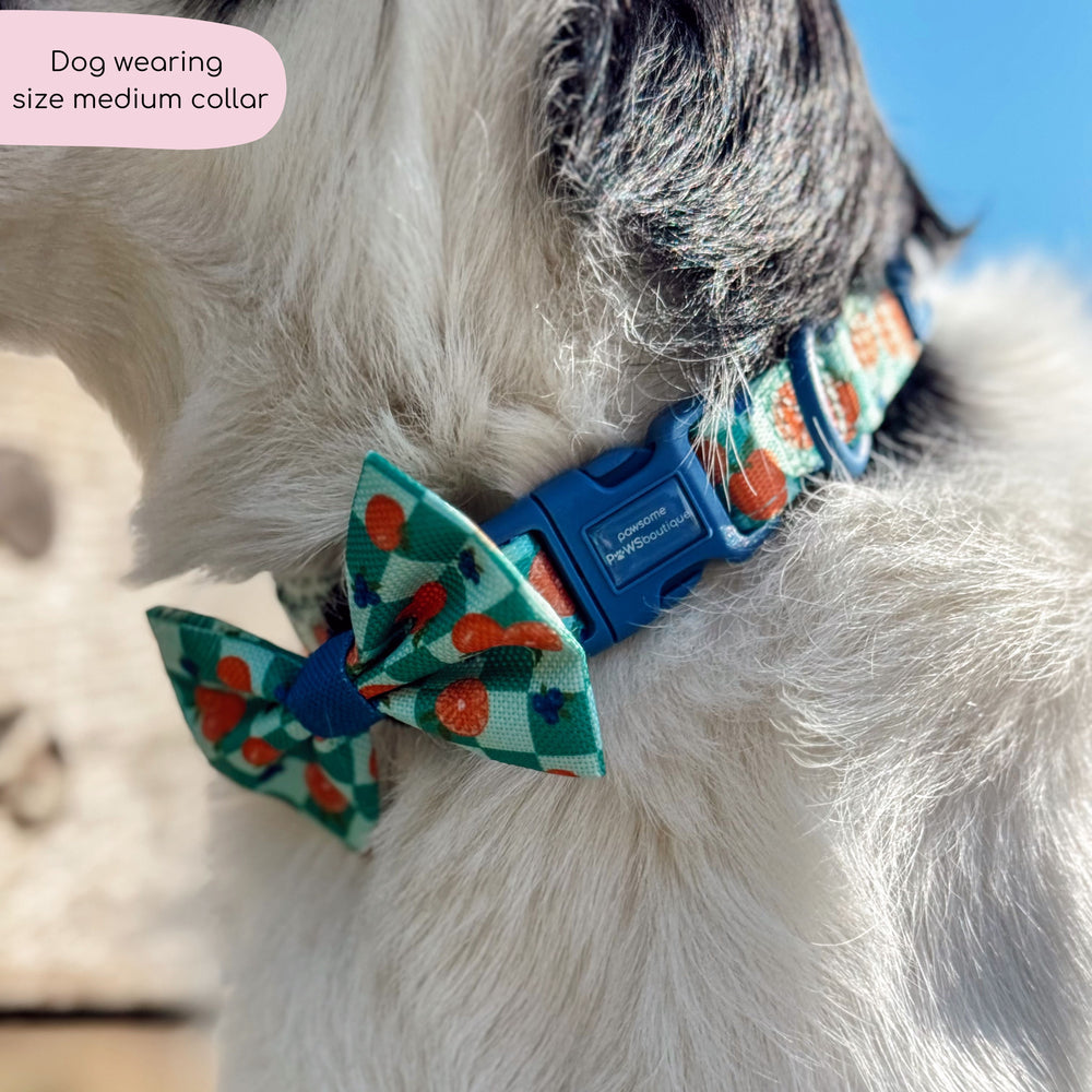 Collar - Fruit Punch