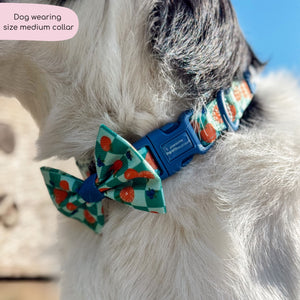 Collar - Fruit Punch