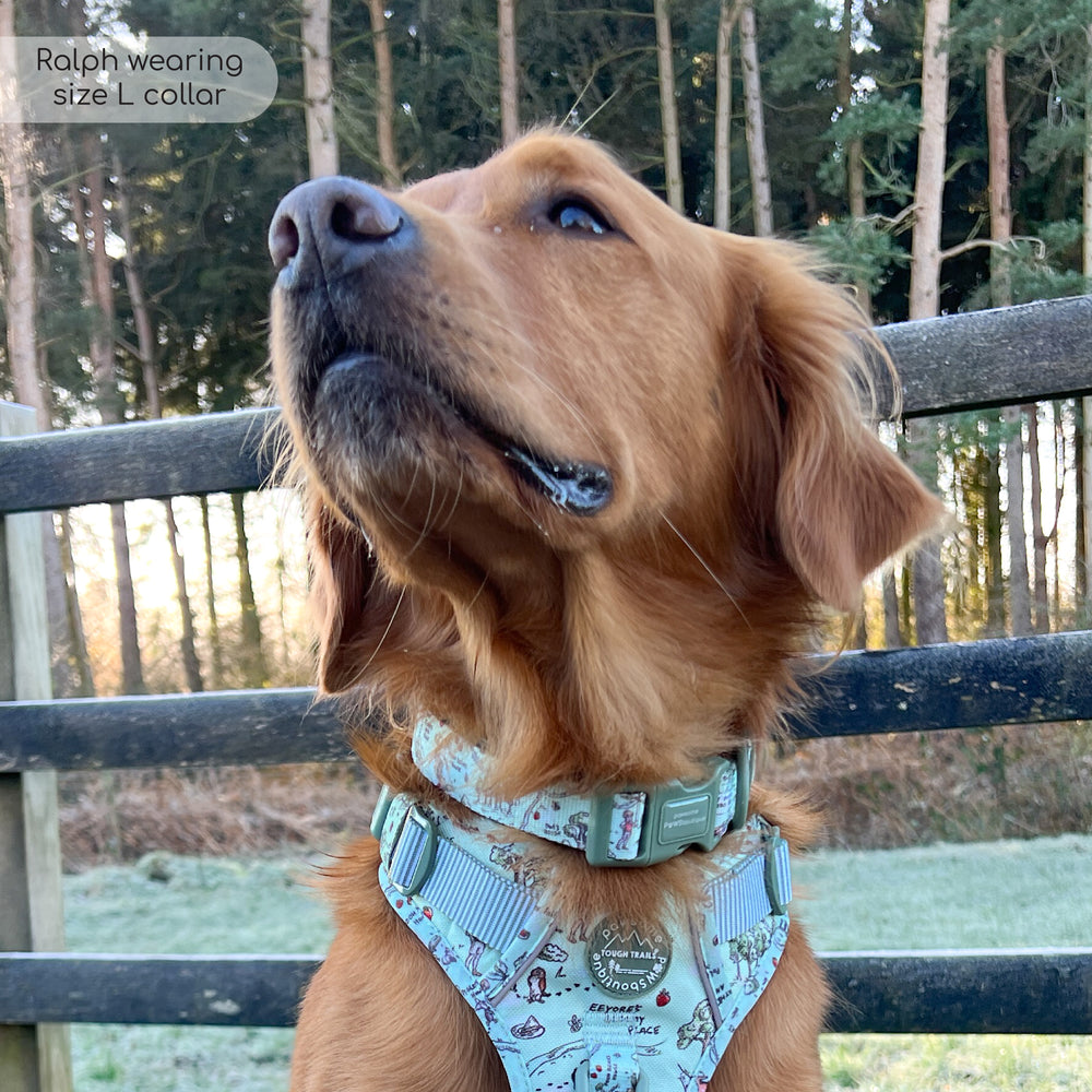 Disney© Collar - 100 Aker Wood