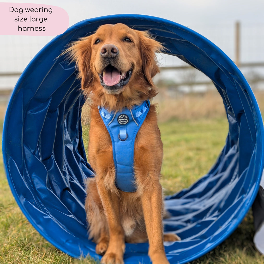 Tough Trails™ Harness - Walkies Ready® Cornflower Blue
