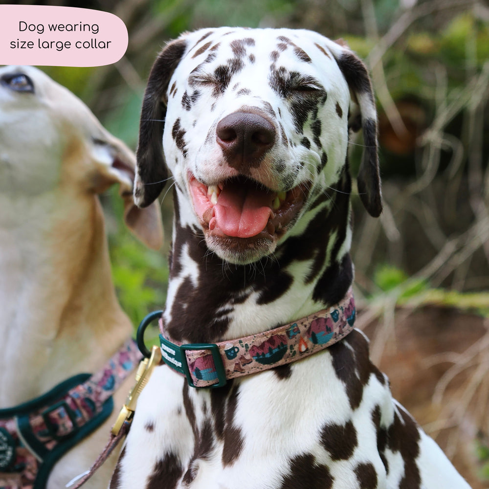 Collar - Adventure Awaits