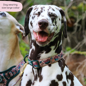 Collar - Adventure Awaits