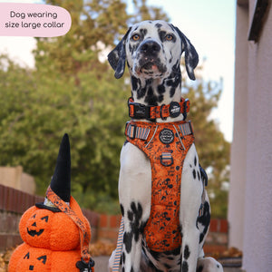 Disney© Collar - Halloween