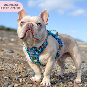 Tough Trails™ Harness -  Fruit Punch