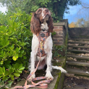 Disney© Lead - Disney Dogs