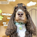 Disney© Waterproof Collar - 100 Aker Wood