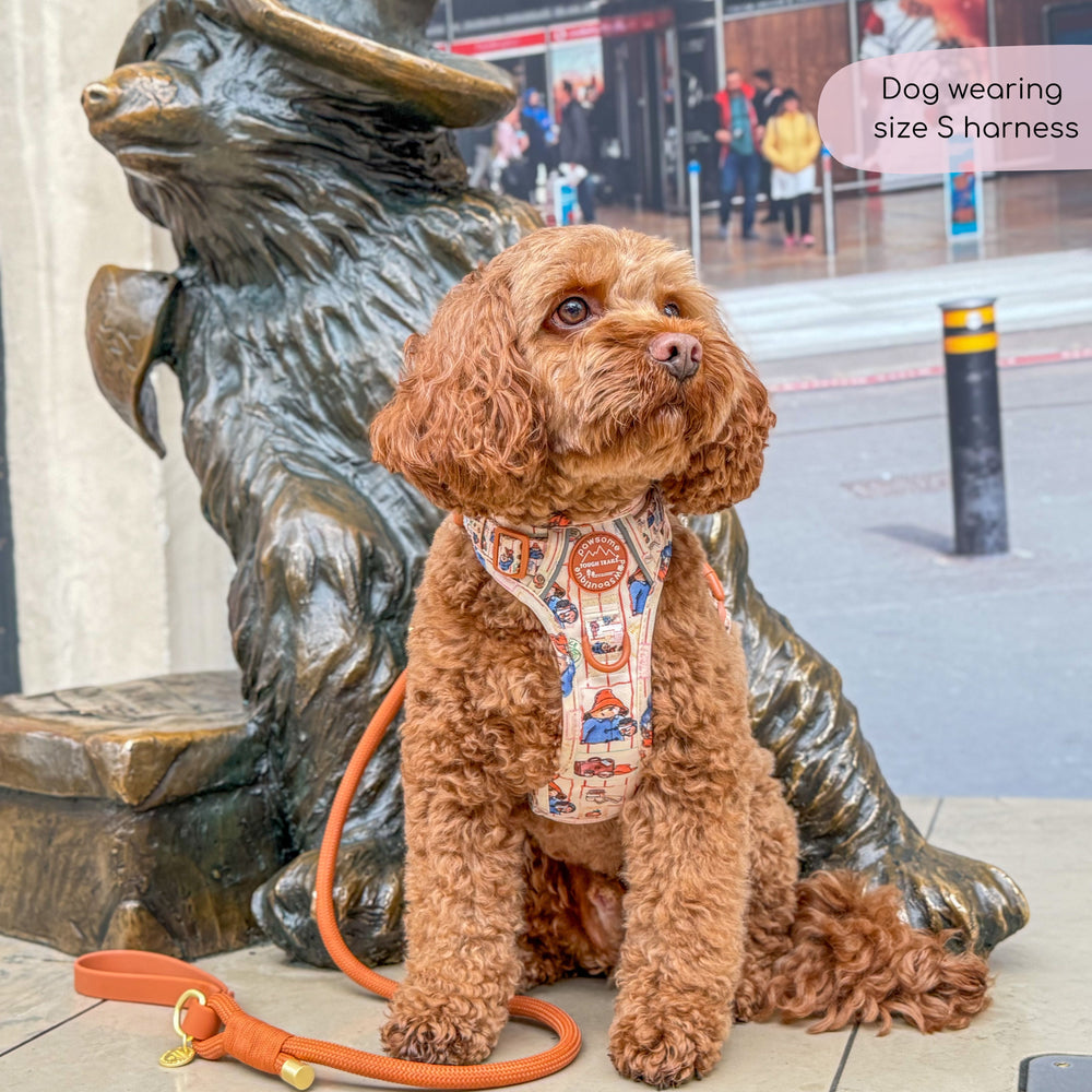 Paddington™ Tough Trails™ Harness - Peckish Paddington