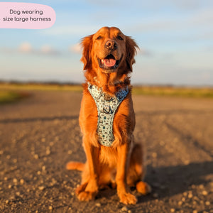 Tough Trails™ Harness - Reuben's Roadtrip