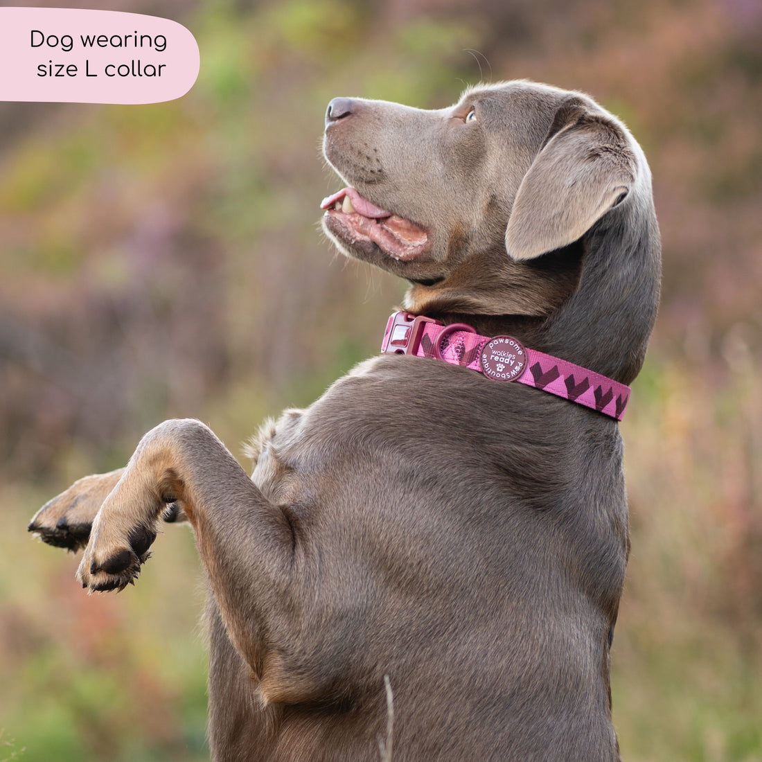 Collar - Walkies Ready® Mulberry