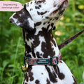Collar - Adventure Awaits